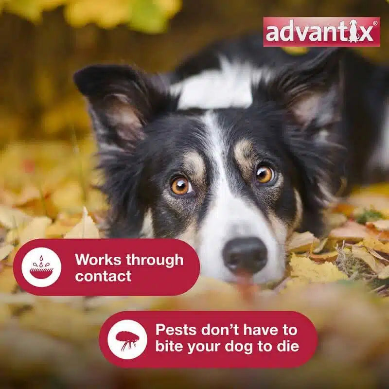 Bayer Advantix Spot on For Dogs Above 25 Kg (3 Pieces)