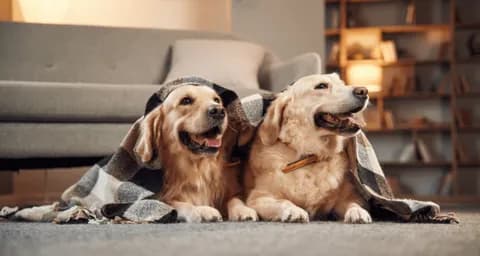 6 Surprising Benefits of Having Two Dogs Over One