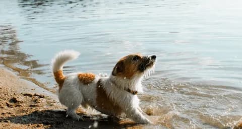 How to Introduce Your Dogs to Water Safely?