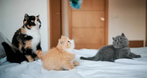 How to Manage Multiple Cats in a House?