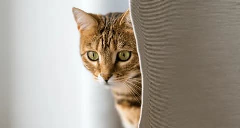 Discover 6 Reasons Why Your Cat Might Be Hiding