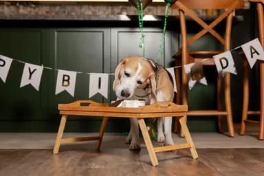 Planning a Dog Birthday? 8 Creative Celebration Ideas