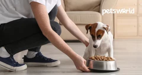 How And When To Switch From Puppy To Adult Dog Food