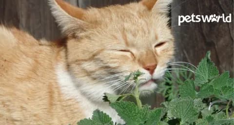 Catnip:  Everything You Need to Know of This Wonderful Herb
