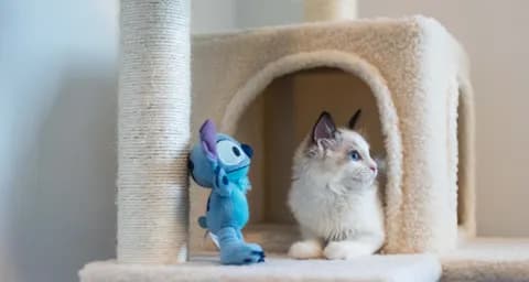 7 Toys to Keep Your Cat Busy &#038; Entertained