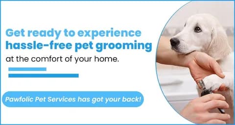 Experience Professional Pet Grooming by Pawfolic