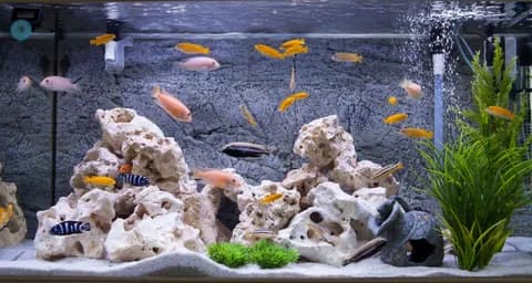 How to Maintain a Freshwater Aquarium