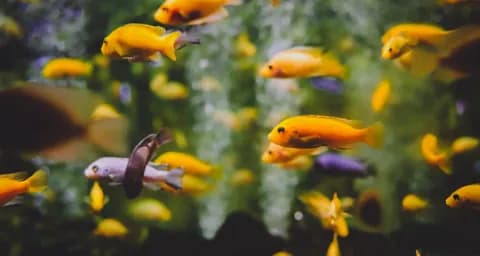 How to Choose the Right Fish For Your First Aquarium?
