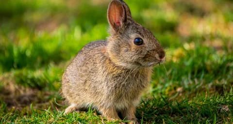 The Joy of Rabbit Ownership: What You Need to Know