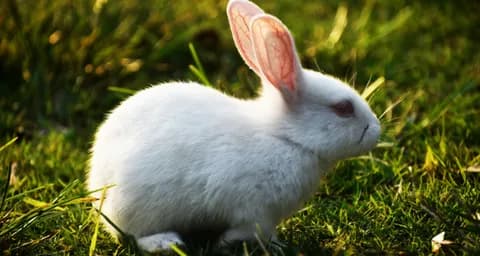 Grooming and Hygiene Tips For Rabbits, Guinea Pigs, and More