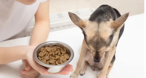 What to Do If My Dog is Not Eating Properly?