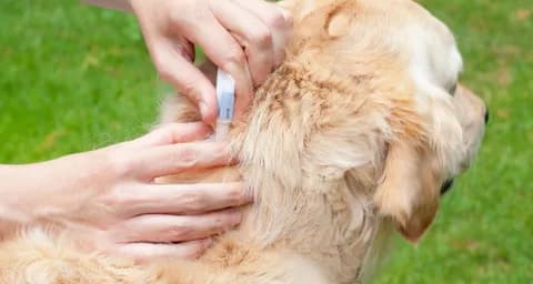6 Expert Strategies to Get Rid of Ticks &#038; Fleas in Dogs