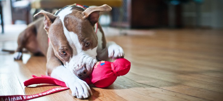 Why your dog needs toys?