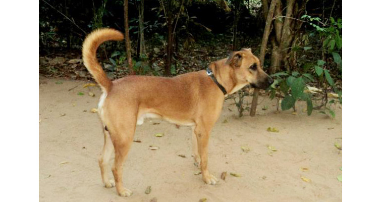 indian dog breeds list