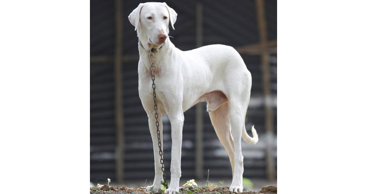 indian dog breeds with images