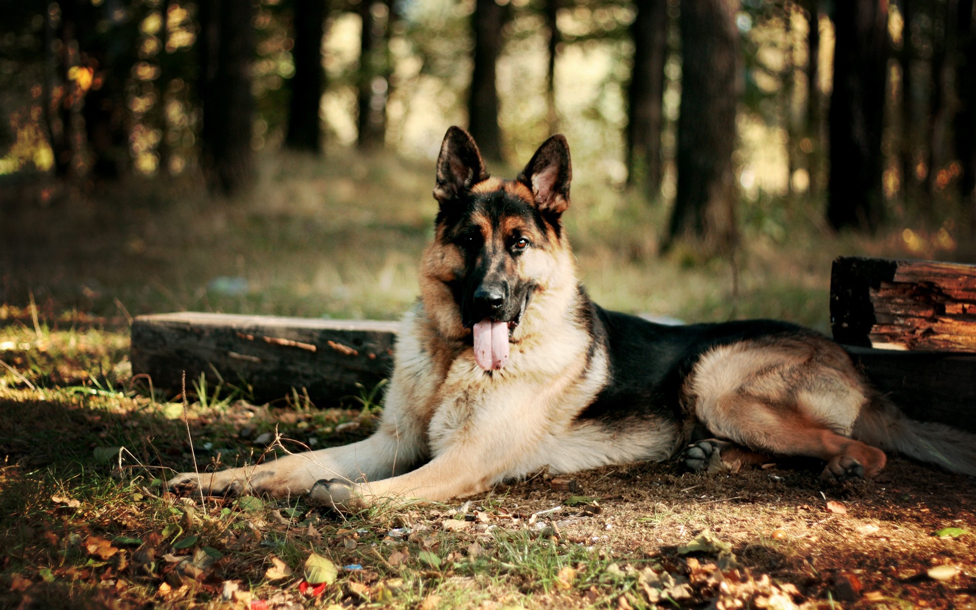 Alsatian VS German Shepherd Dogs - Differences and Feature Comparison