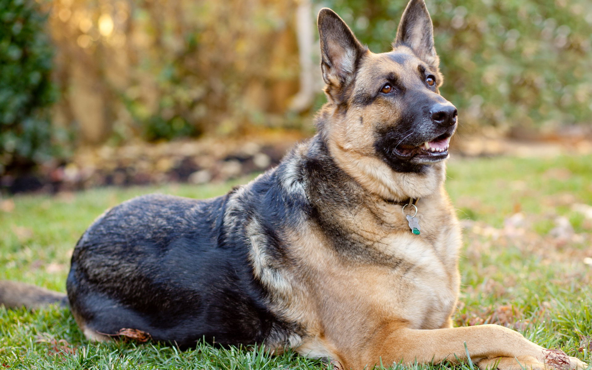 Alsatian VS German Shepherd Dogs Differences And Feature Comparison 