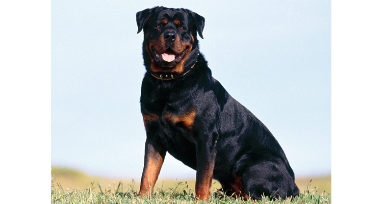 top 5 guard dogs in the world