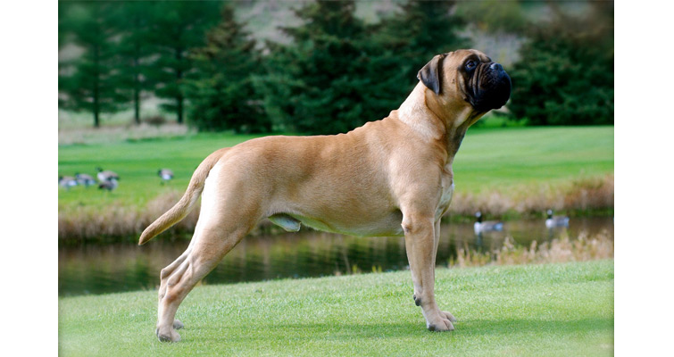 most powerful dog breeds