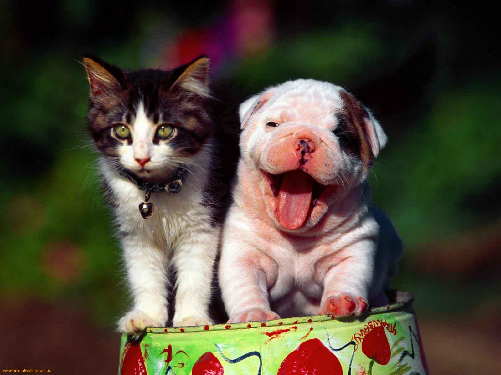 Images Of Newborn Puppies And Kittens