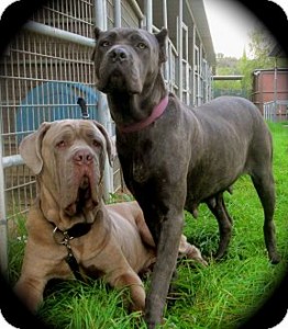 Differences between Cane Corso and Neapolitan Mastiff