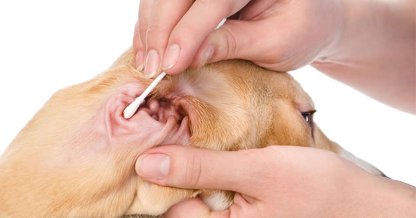 are labradors prone to ear infections