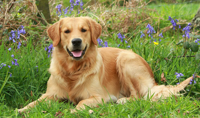 Top 10 Friendliest Dog Breeds In The World - Dog in India