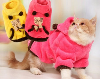 10 Best Winter Outfits For Your Cat