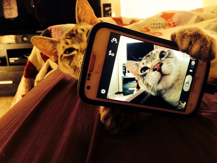 10 Most Hilarious Dog and Cat Selfies