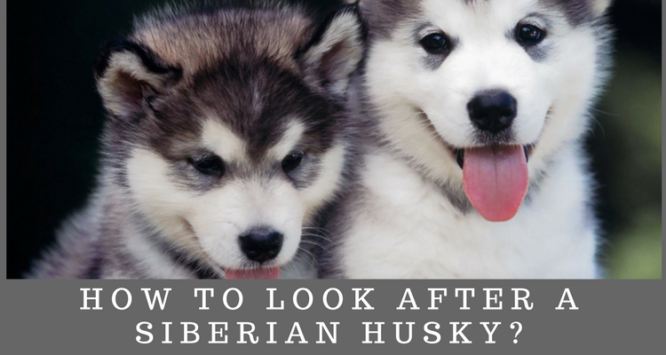 how to take care of a husky in texas