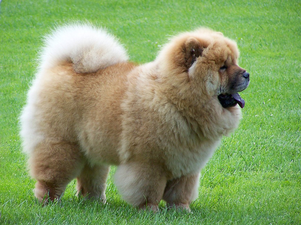 are chow chows good with kids