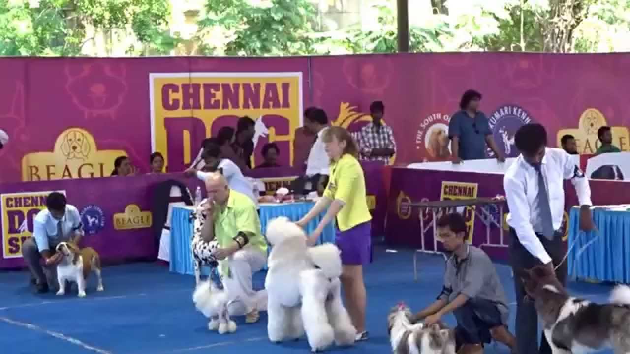 Dog Show 2015 Chennai India Video