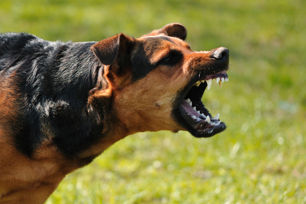 rabies-in-dogs-causes-symptoms-and-treatments