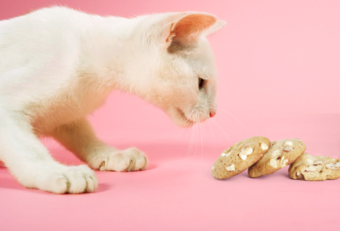 human biscuits for cats