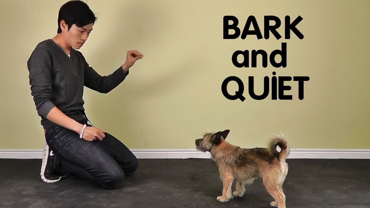 dog stop barking teach training puppy train dogs