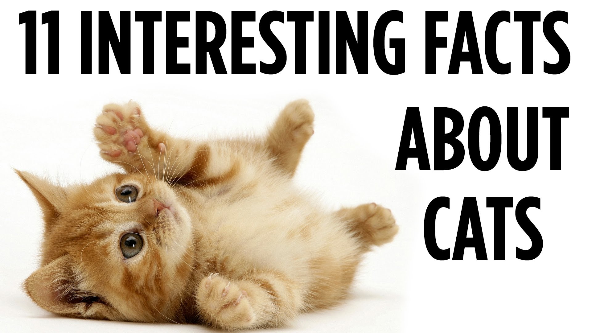 11 Interesting Facts About Cats Kittenss Video