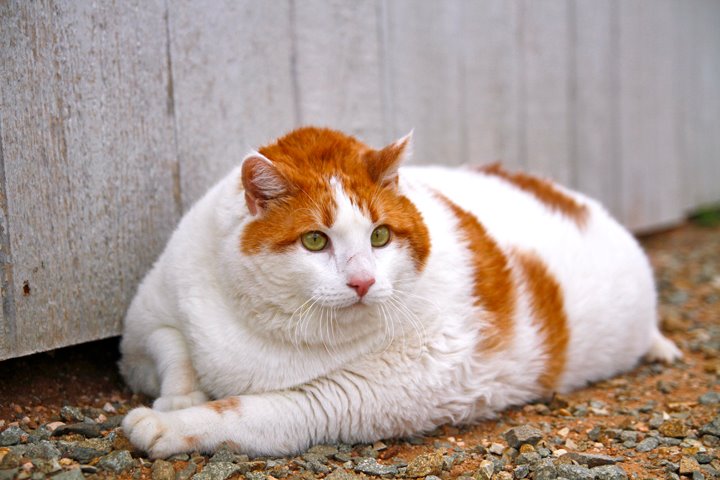 Worlds Top 5 Fattest Cats Video