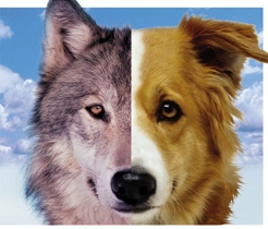 are dogs smarter than wolves