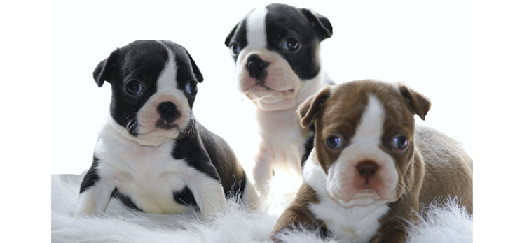 do boston terriers have an odor