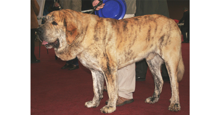 Kumaon Mastiff Dog Breed