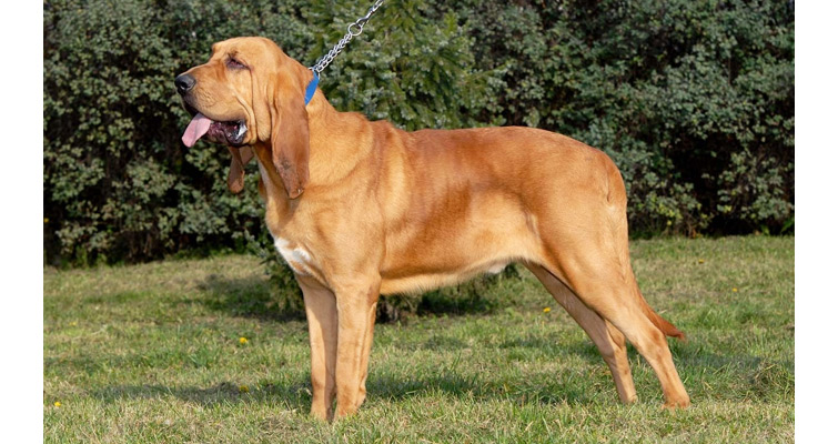 a bloodhound
