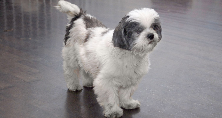 how much do shih tzus weigh full grown
