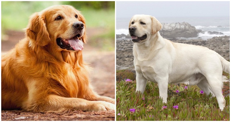 Golden Retriever Vs Labrador Retriever Comparison Pet Blog Dogs Cats Fishes And Small Pets Blog