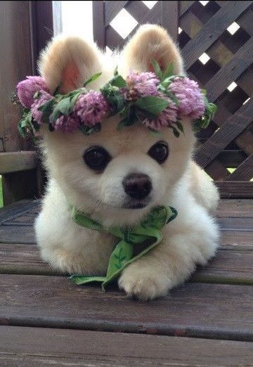 Top cutest Pictures Of Dogs On Pintrest
