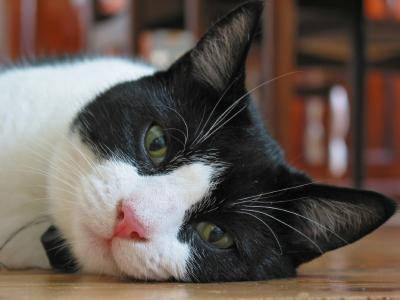 Seizures in Cats : Causes and Prevention