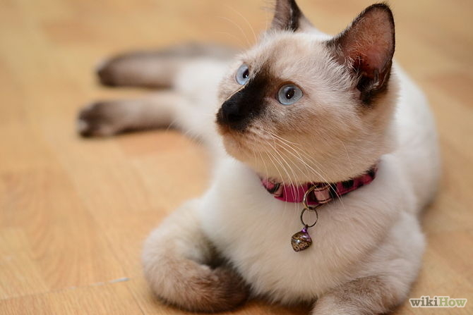 How To Train a Siamese Cat