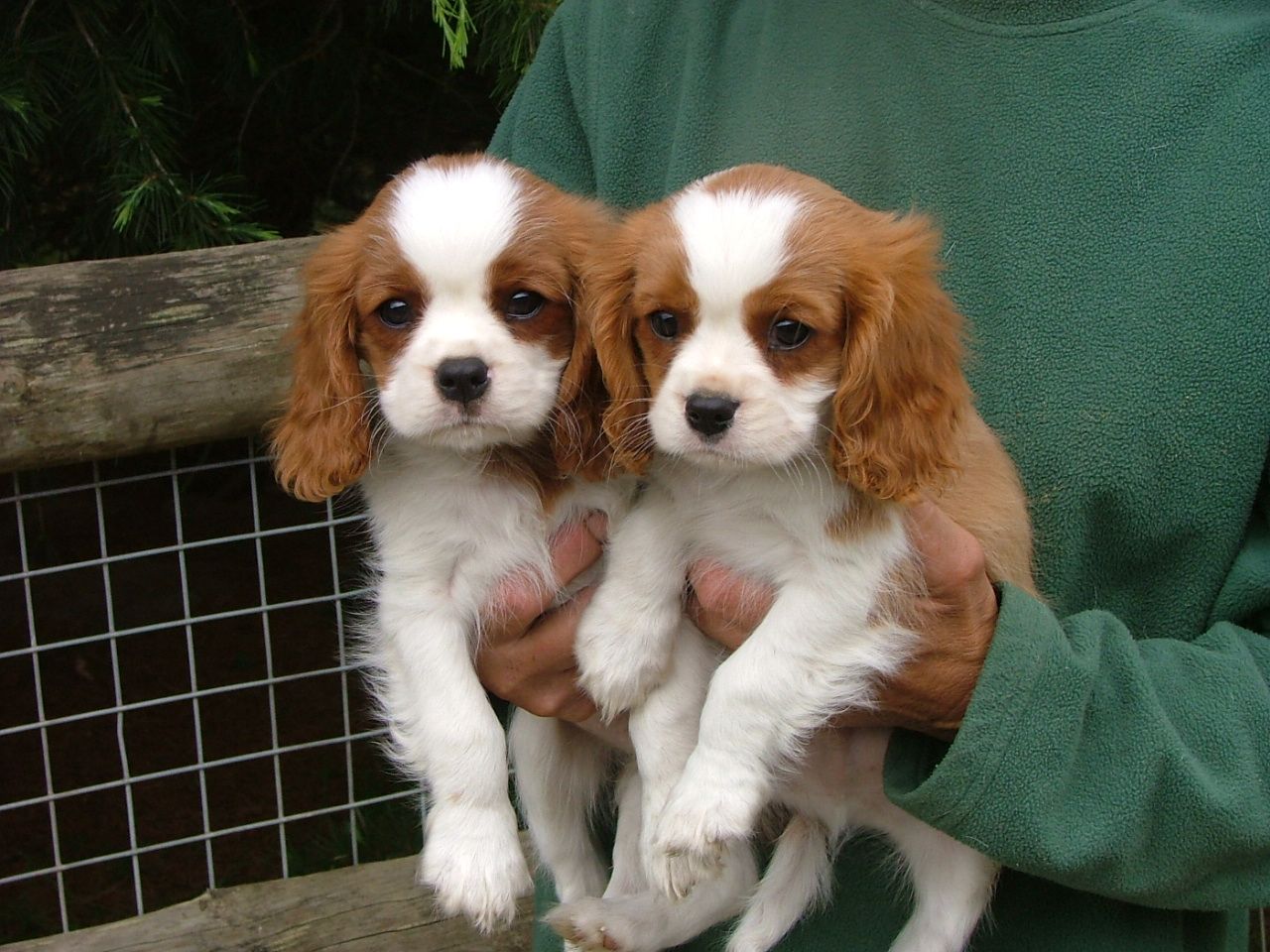 Buy Sell King Charles Spaniel Puppies Adopt Puppy Online In India