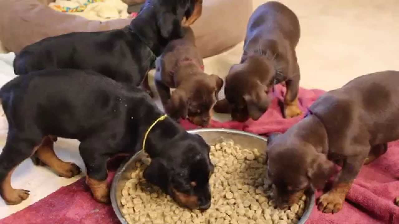 doberman puppy feeding guide