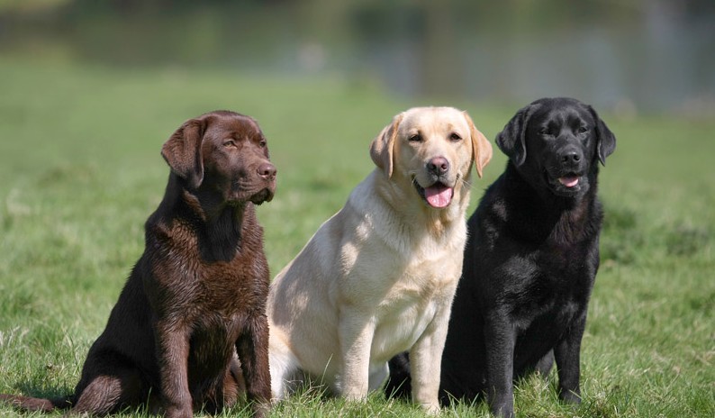 Best Suited Dog Breeds For Indian Climate