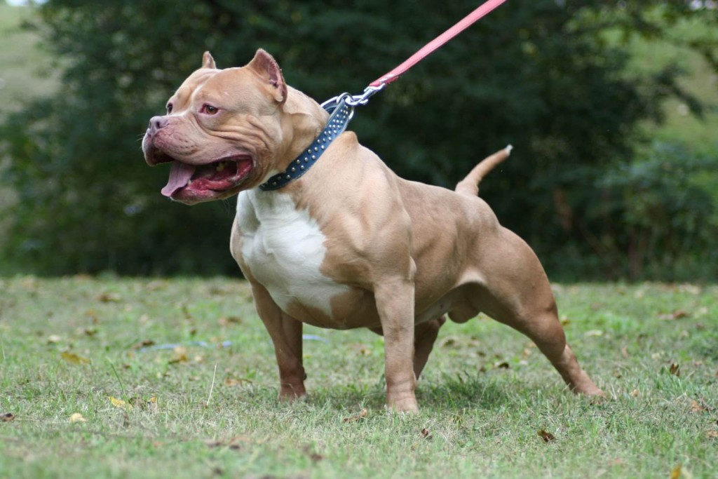 American-Pit-Bull-Terrier